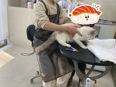 -当汪遇见喵宠物店