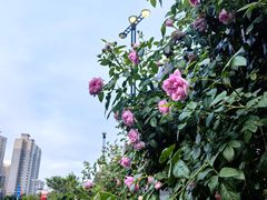 -首都医科大学附属北京天坛医院