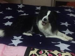 -美联众合动物医院·24h京西诊疗中心