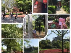 -武汉大学-樱园
