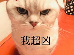 -汪喵宠物医院·骨科心脏影像·犬猫急重症ICU诊疗中心(成华分院)