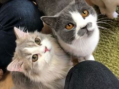 -猫和宫(六道口店)