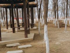 -西青郊野公园
