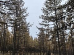 -塞罕坝国家级自然保护区