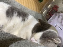 -吉丁鸟咖·异宠·寄养
