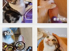 -有喵·猫咖·狗咖·30几只猫10只小狗(岗厦店)
