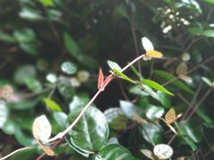 -家烧面馆【南山路知名经典面食】