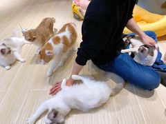 -momokira米努特·德文卷毛猫·棉花面纱犬