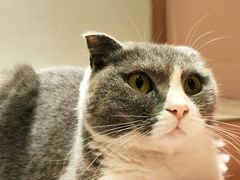 -猫儿山۰猫主题餐厅