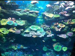 -暹罗海洋世界