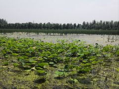 -东郊湿地公园