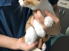 -瑞派先诺宠物医院•猫专科•普外科•中兽医(佛山院)