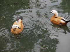 -昆明动物园