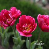 南西商圈的樱花和郁金香🌷让你幸福了吗？