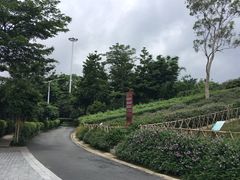 -东部华侨城