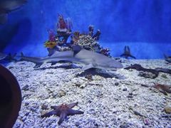 -太平洋海底世界