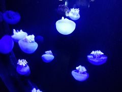 -青岛海底世界-水族馆