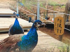-欢乐松鼠谷