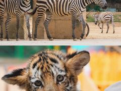 -杭州野生动物世界