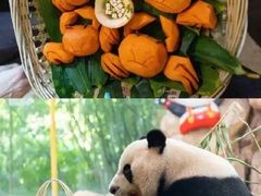 -广州长隆野生动物世界