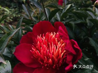 又到了看牡丹花的季节啦