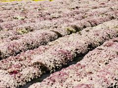 -中国天府农业博览园