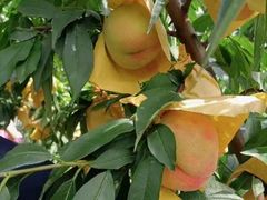 -老袁家蜜桃农场·阳山水蜜桃