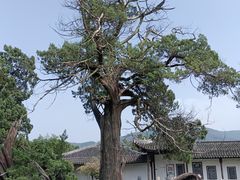 -司徒庙