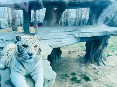 -北京野生动物园