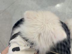 -柴犬小屋·柴餐厅·狗咖食堂(金鼎广场店)