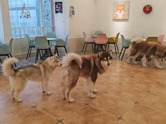 -Let's go狗咖·猫咖·奶狗·桌游(春熙路IFS店)