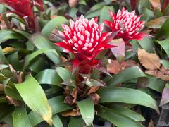 -上海鲜花港