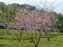 -王借岗森林公园