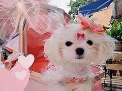 -Alimentari Mulino意大利餐吧&烘焙(丰盛里店)