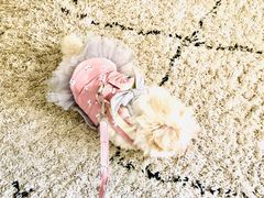 -翊宠yipet猫狗购宠庄园犬舍•猫舍