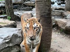 -北京野生动物园