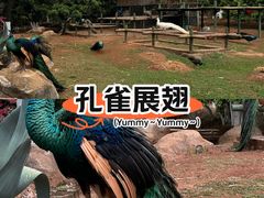 -昆明动物园
