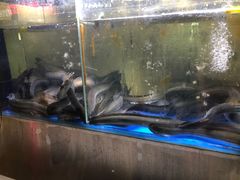 -本炙炭烤·蒲烧活鳗料理店(金沙洲店)