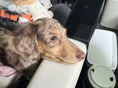 -帕帕拉兹宠物(亚洲旗舰店)