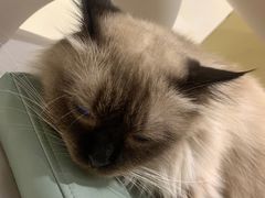 -藏猫猫咖啡主题馆(中央大道店)