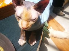 -猫色咖啡·猫咖