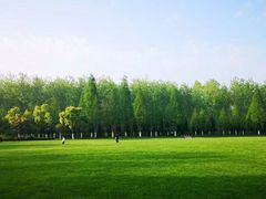 -合肥滨湖国家森林公园