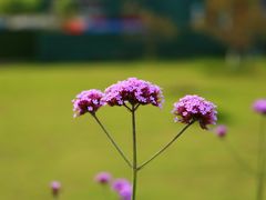 -杭州城北体育公园