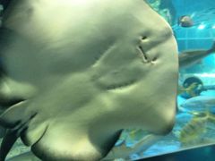 -北戴河圣蓝海洋公园