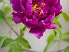 -北京植物园-展览温室