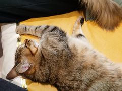-猫在这儿猫咪咖啡馆·撸猫馆