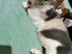 -猫色咖啡·猫咖