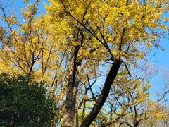 -西湖风景区十里琅珰-五云山