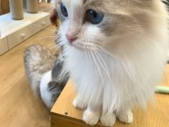 -有喵·猫咖·狗咖·30几只猫10只小狗(岗厦店)