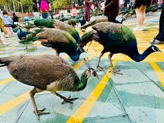 -西双版纳原始森林公园